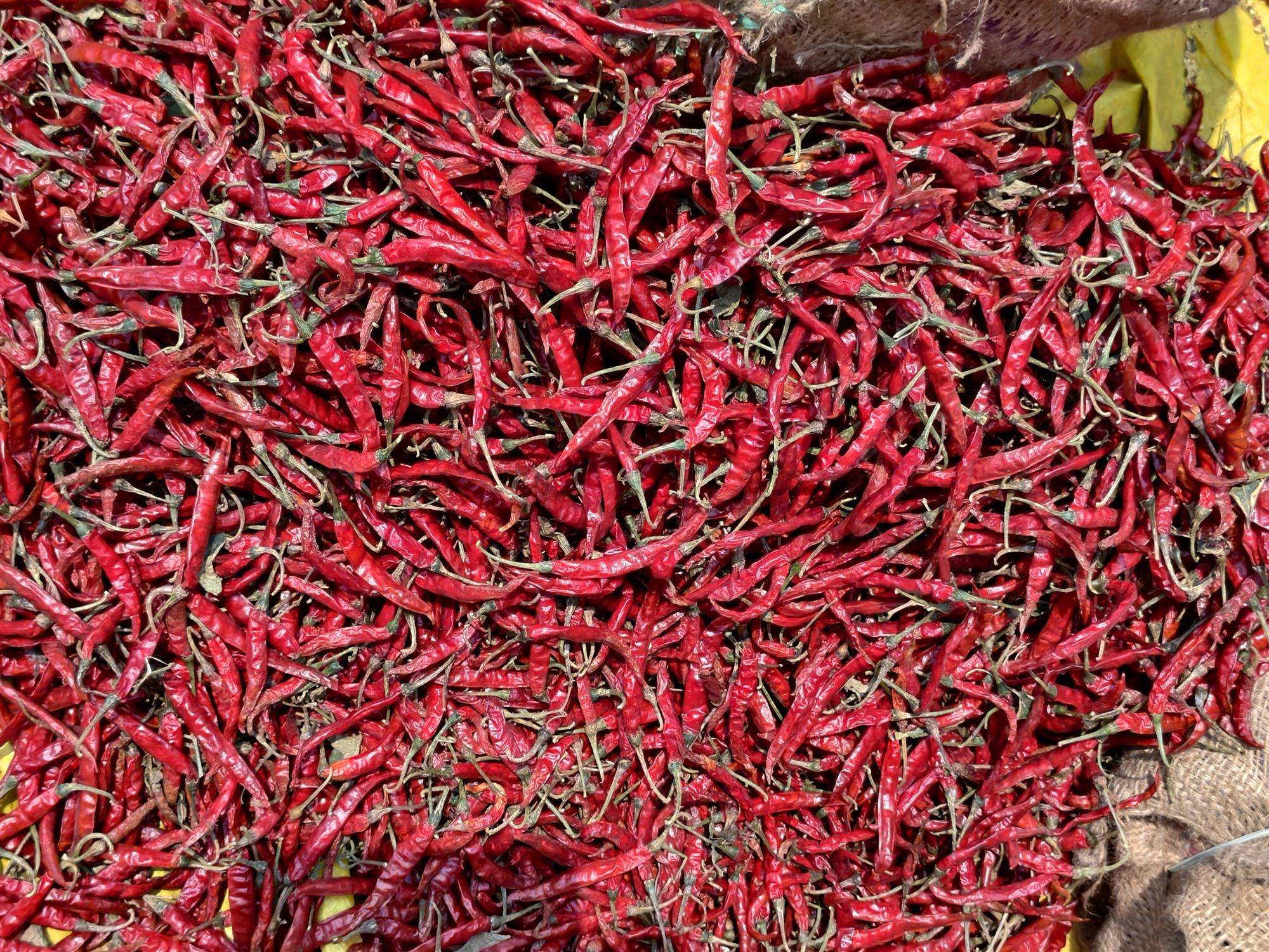 IPM Grade Chilli Low Pesticide